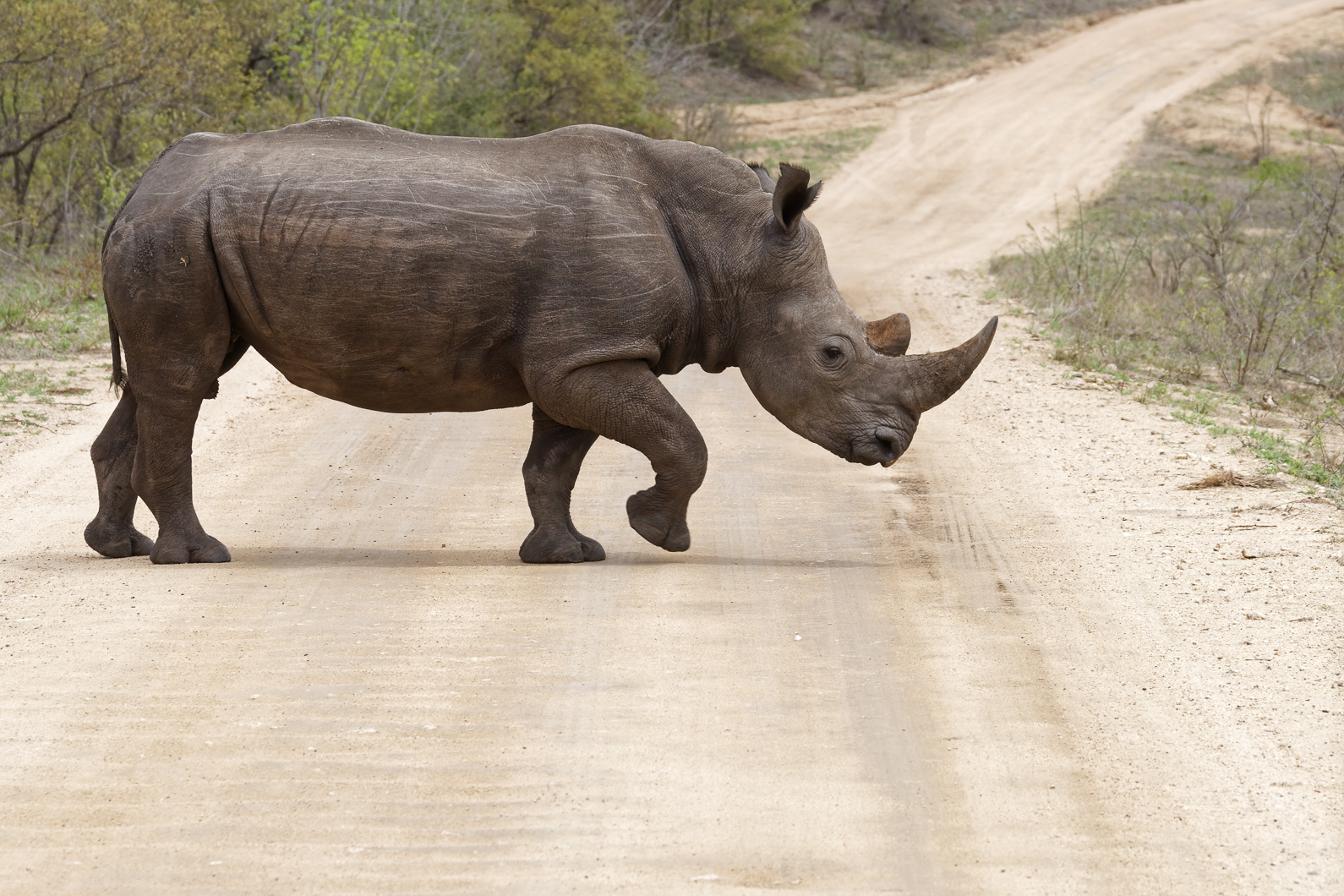 20161113 111443 Nashorn